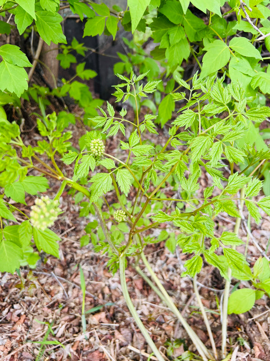 Baneberry