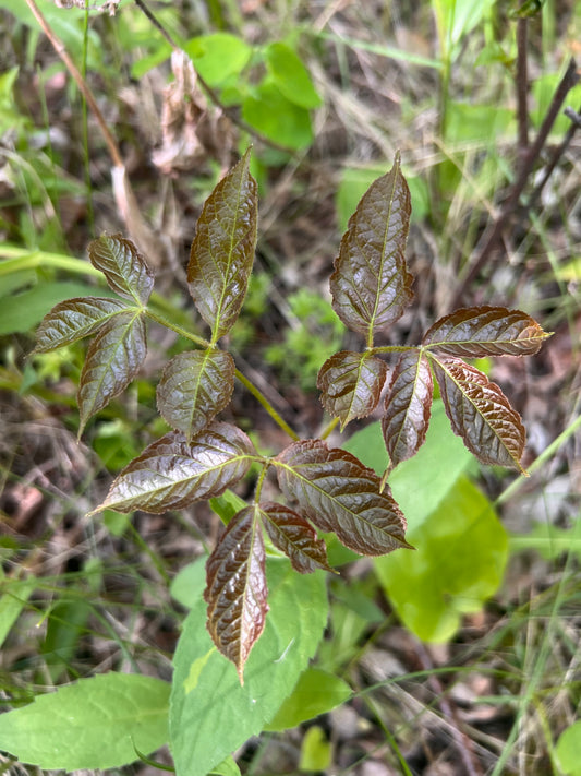 Wild sarsaparilla