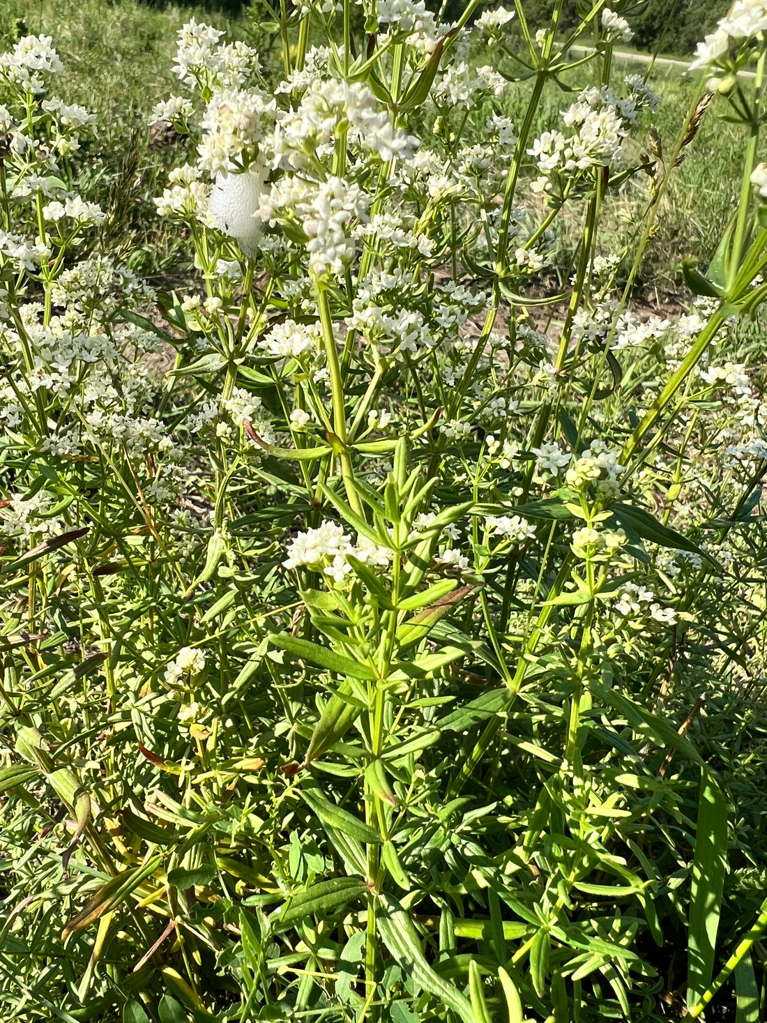 Bedstraw