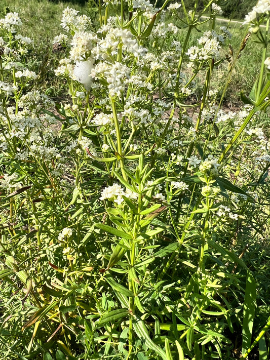 Bedstraw