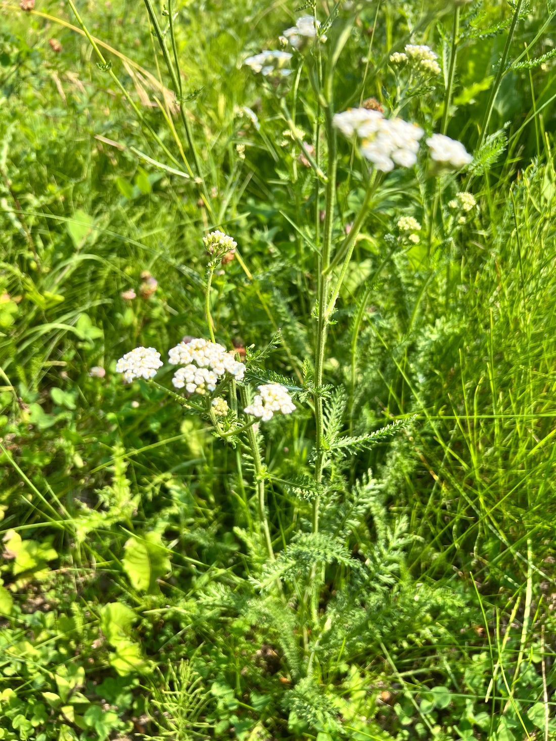 Yarrow