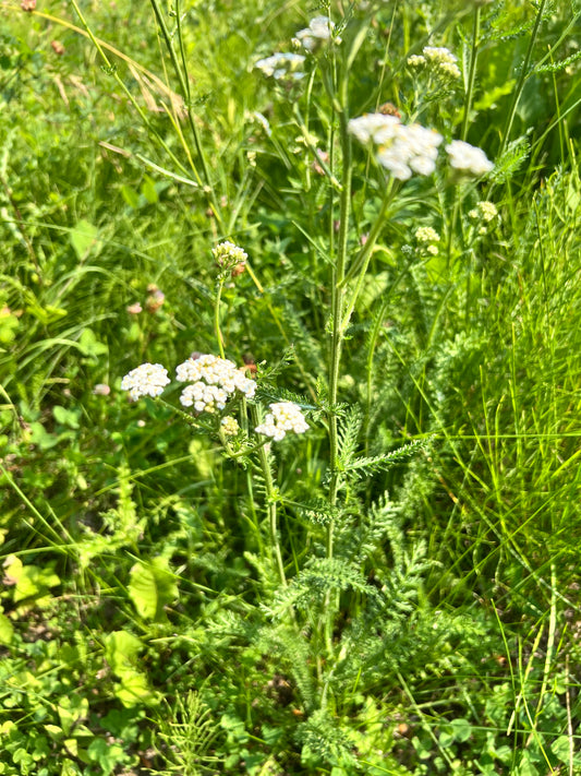 Yarrow