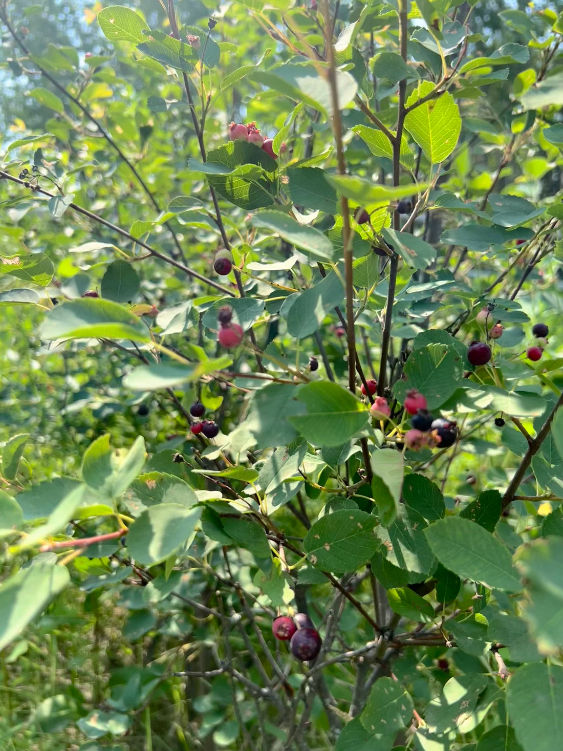 Saskatoon Berry