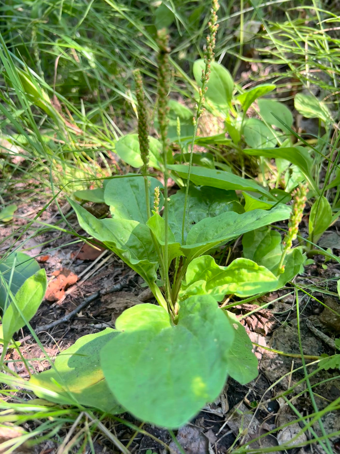 Plantain