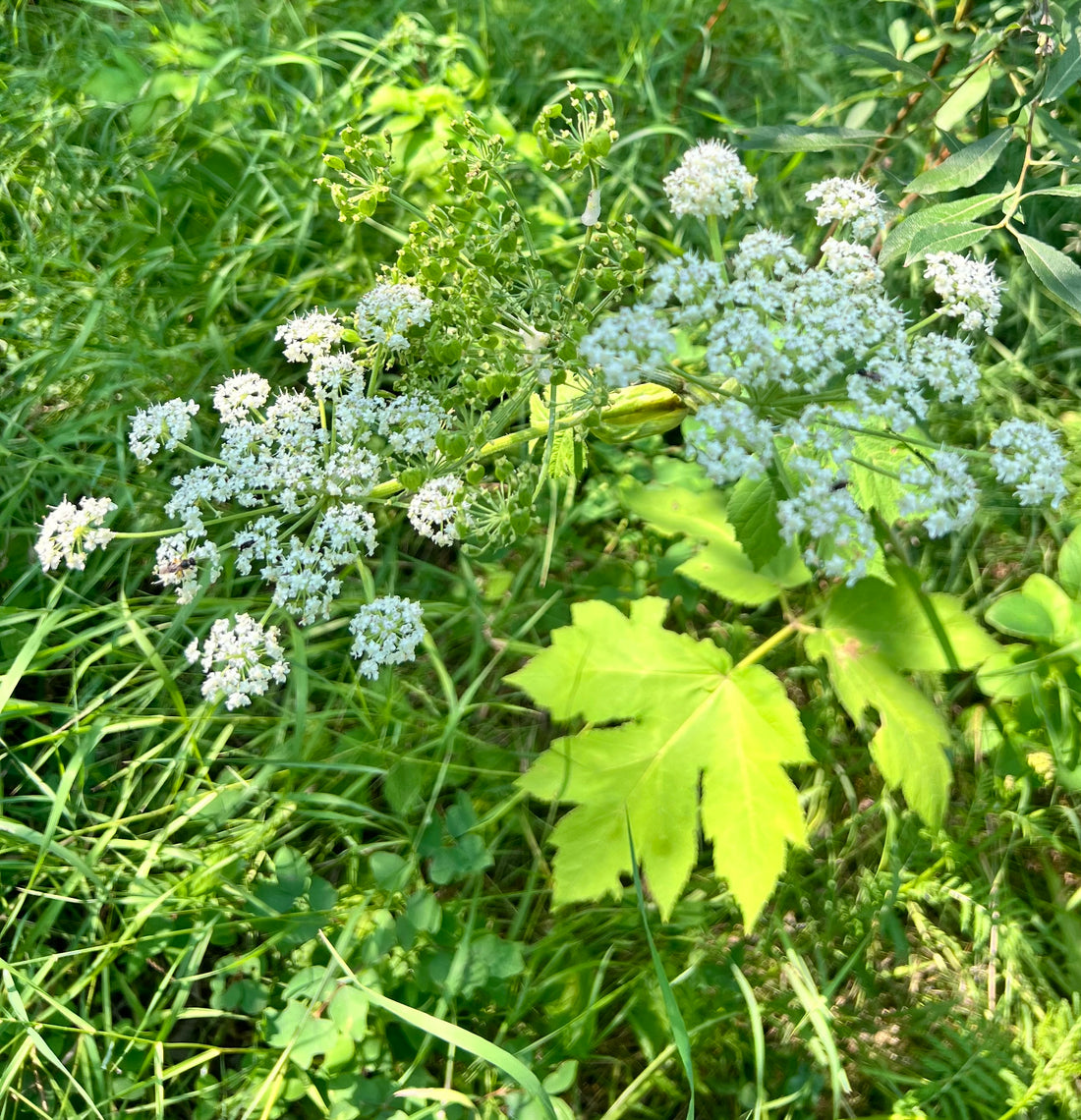 Cow parsnip