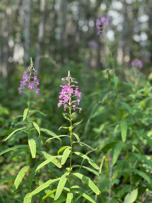 Fireweed