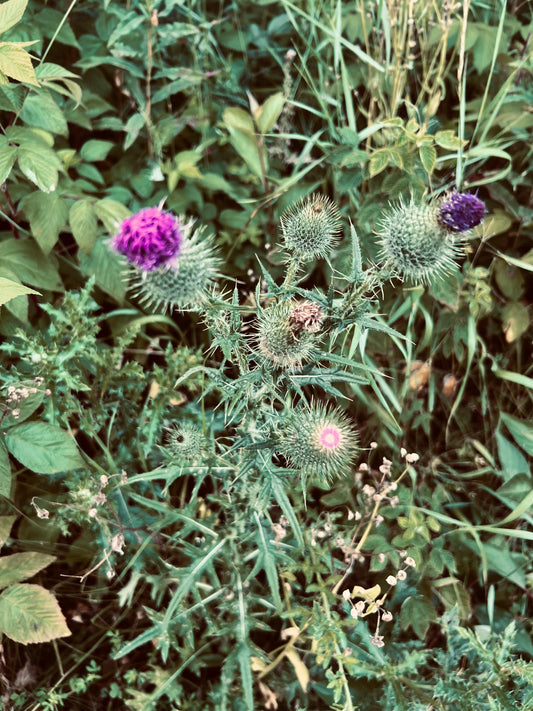 Thistle