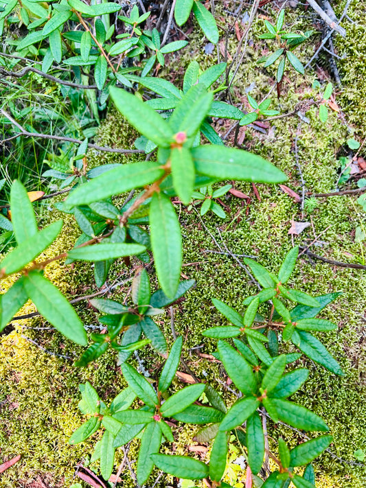 Labrador tea