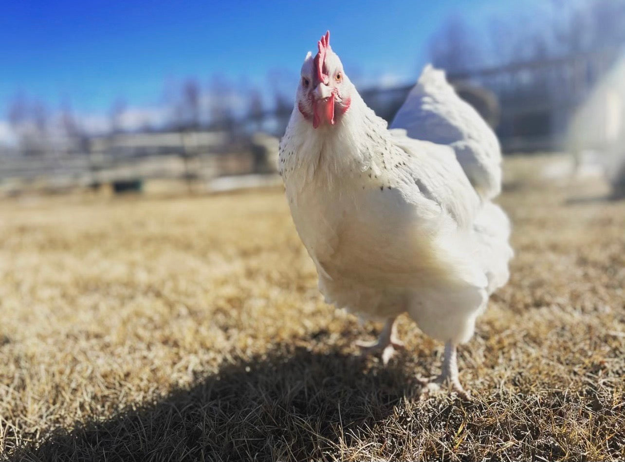 Pre-Order - Farm-Raised – Chickens