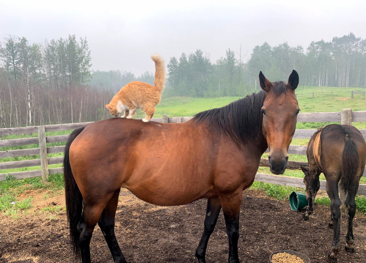 Monthly Horse Boarding